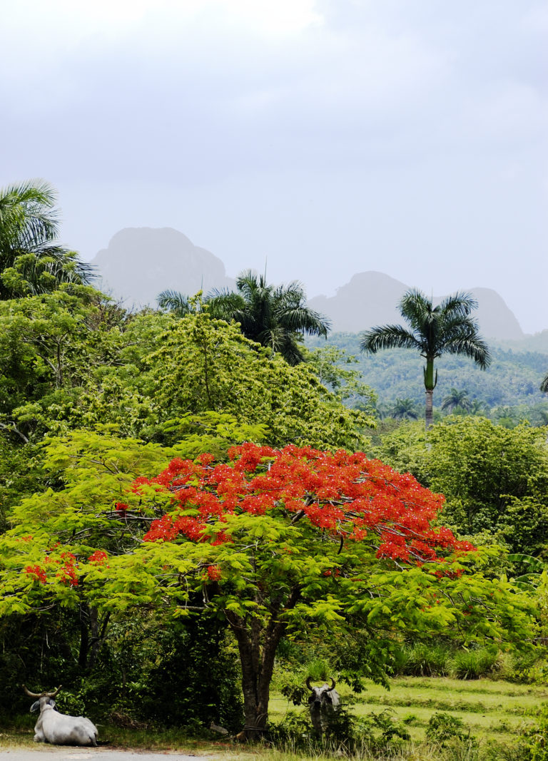 Pinar del Rio